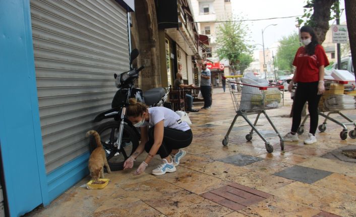 Market arabasıyla sokakları gezip hayvanları beslediler