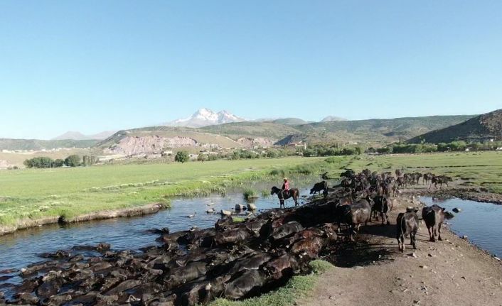 (Özel) Erciyes dağının eteğinde manda, koyun ve yılkı atlarının görsel şovu