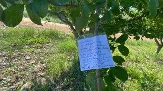 (Özel) Erik ağacının dalına not bıraktı, "Borcum var ise iban atın"
