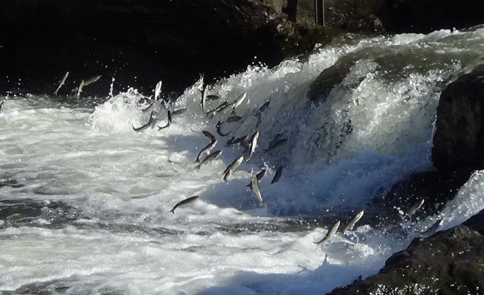 (Özel haber) Uçan balıkların yolculuğu mest ediyor