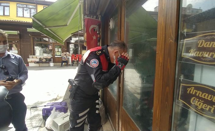 Pandemi sebebiyle kapalı olan lokantada mahsur kalan kedileri HAYDİ ekibi kurtardı