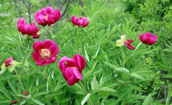 Sadece 15 gün ömrü olan cehrilik lalesi doğayı renklendirdi