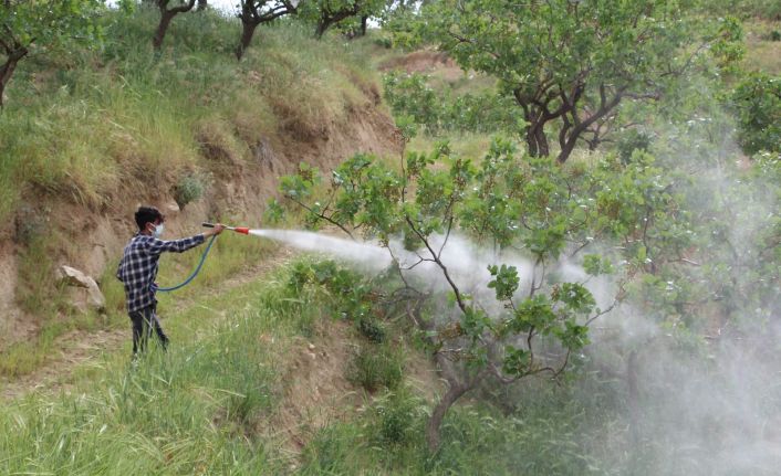 Siirt’te kuraklık bağ sahiplerini korkuttu: Mahsullerin yanmaması için ilaçlama çalışması başlatıldı