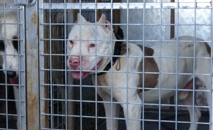 Sokağa çıkabilmek için yanlış köpeği seçti, 10 bin lira cezadan kaçamadı