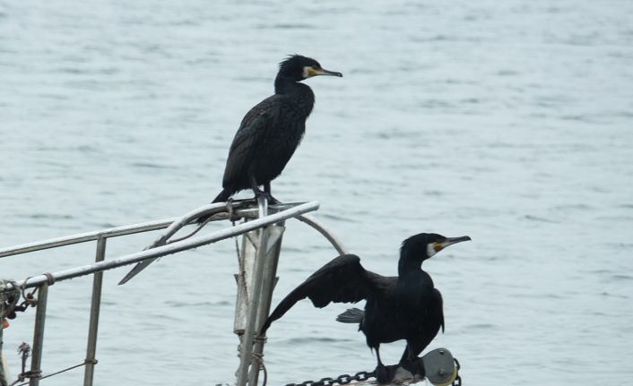 Tam kapanmanın keyfini karabataklara sürüyor