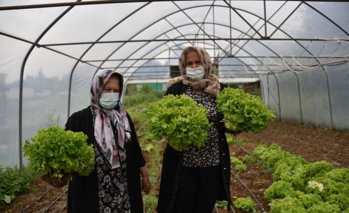 Tuzla’da 65 yaş üstü büyükler, kendi yetiştirdikleri marulları sağlık çalışanlarına dağıttı