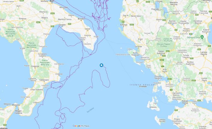 Uydudan izlenen caretta caretta iki yılda 10 bin kilometre yol aldı