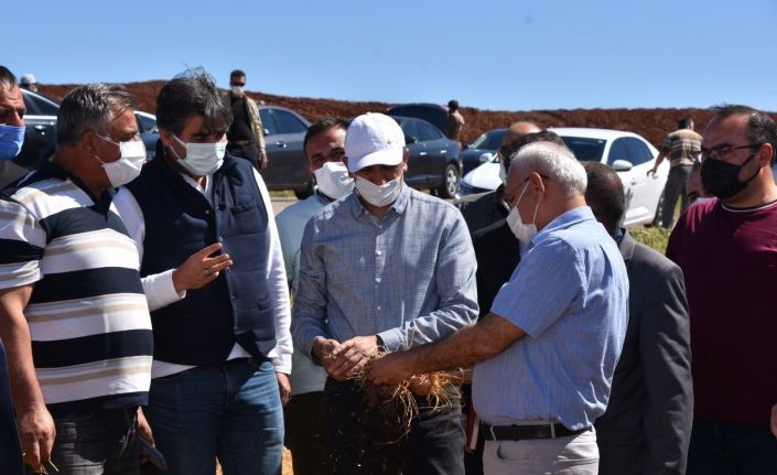 Vali Sezer, kuraklıkta zarar gören hububat ekili alanlarda incelemelerde bulundu