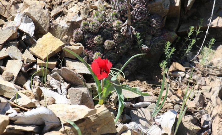 Yılda sadece 15 gün görülen endemik dağ lalesi hayran bırakıyor