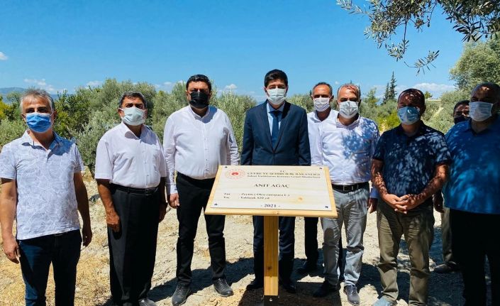 1300 yıllık anıt ağacına sahip Mut’a 3 anıt ağaç daha tescillendi