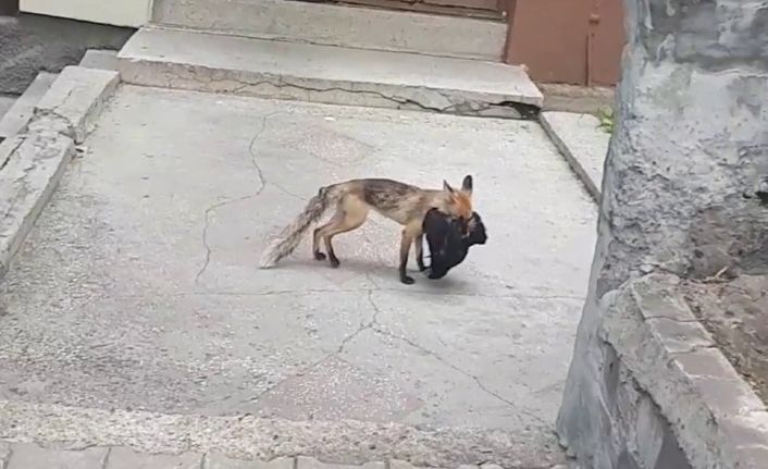 Aç kalan tilki şehre indi, avladığı tavuğu kaçırırken böyle görüntülendi