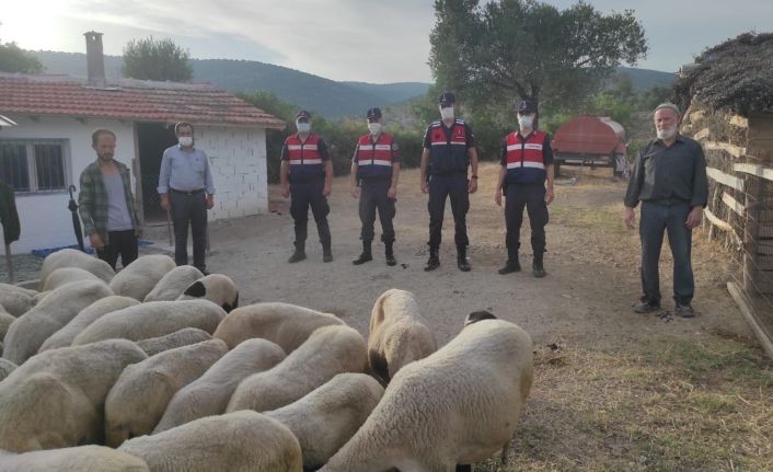 Ağıldan kaçan koyunları jandarma buldu