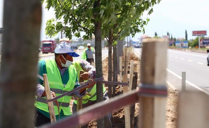 Aksaray’da E-90 Karayolu şeker akçe ağaçları ile donatılıyor
