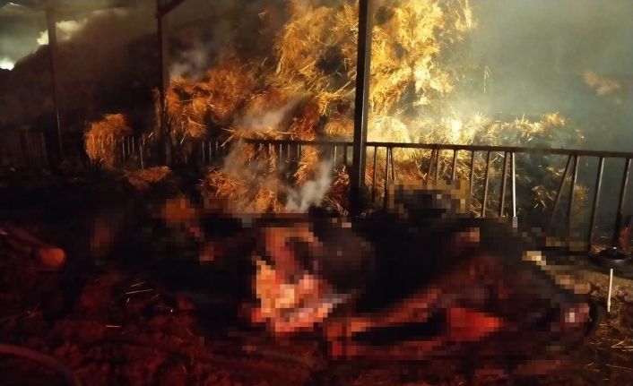 Alevlerin yükseldiği besihanede 22 büyükbaş hayvan telef oldu