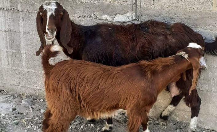 Alkolün etkisiyle başkasına ait keçiyi evine götürdü, sabah muhtara teslim etti