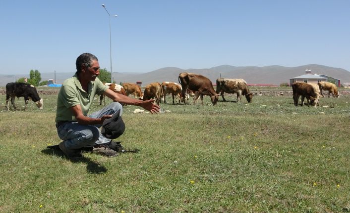 Ardahan Ziraat Odası Başkanı Sural: "Kuraklık nedeniyle şap hastalığı ile karşı karşıyayız"