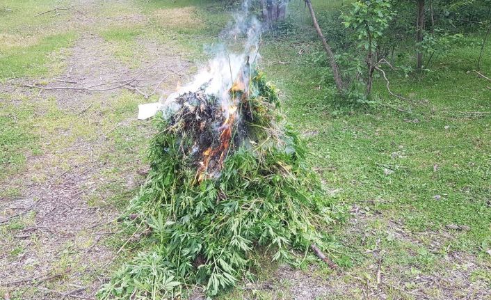 Ardahan’da kendiliğinden yetişen 19 bin 800 kök kenevir bitkisi imha edildi