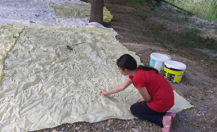 Artvin’de meşhur İşhan Pekmezi geleneksel yöntemlerle hazırlanıyor