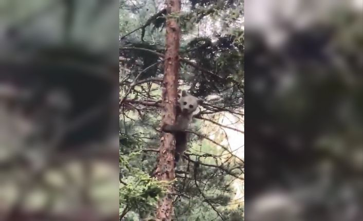 Artvin’de minik ayı yavrusunun ağaçtaki sinirli görüntüsü ve ağaçtan inişi cep telefonu kameralarına yansıdı