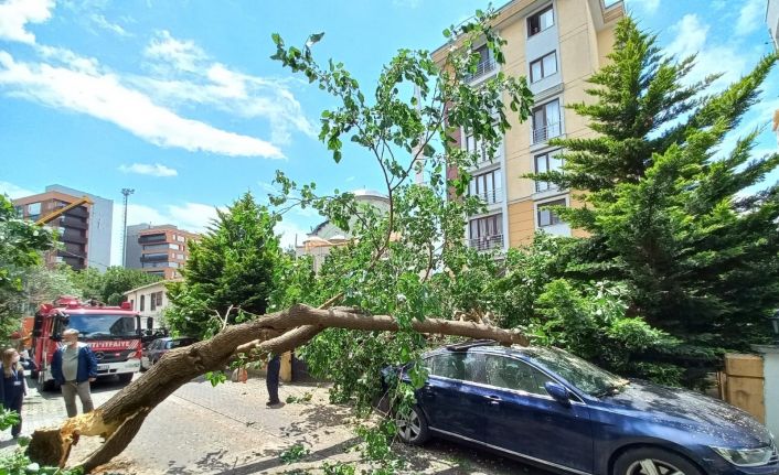 Ataşehir’de çürüyen ağaç arabanın üstüne devrildi