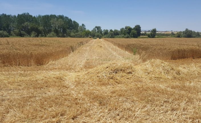 AÜ Ziraat Fakültesi buğday hasadında rekor kırdı
