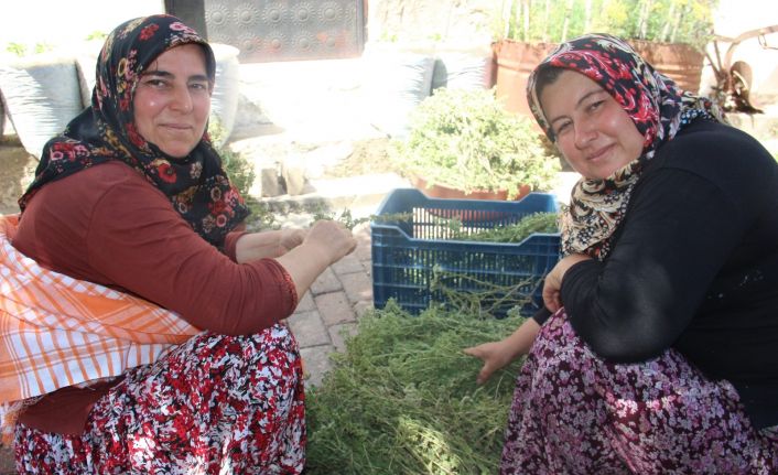 Aydın’da köylü kadınlar virüsten korunmak için atadan kalma yöntemle kekik suyu çıkarıyor