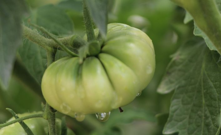 Baba kız, ata tohumunu korumak için 5 yıldır domates üretiyor