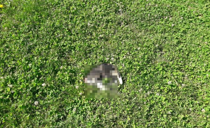 Başı kesilerek telef edilen yavru kedi tedirgin etti