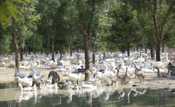 Başkan Konuk: “Ekolojik çözümün raflara ulaşan bereketiyle de ekosisteme yatırımın ödülünü alıyoruz”
