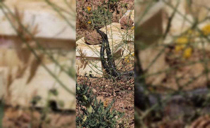Bitlis’te dev yılanların dansı görüntülendi