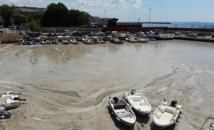 Bu görüntüler Tekirdağ’dan: Denizde salya çölü