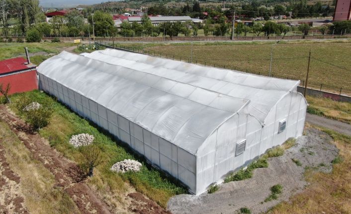 Bu sera hem öğretiyor, hem de ata tohumu çoğaltıyor