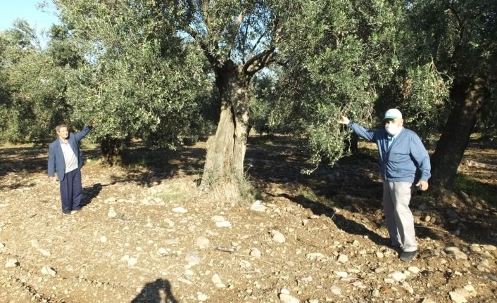 Burhaniye’de Haziran yağmurları zeytine ilaç oldu