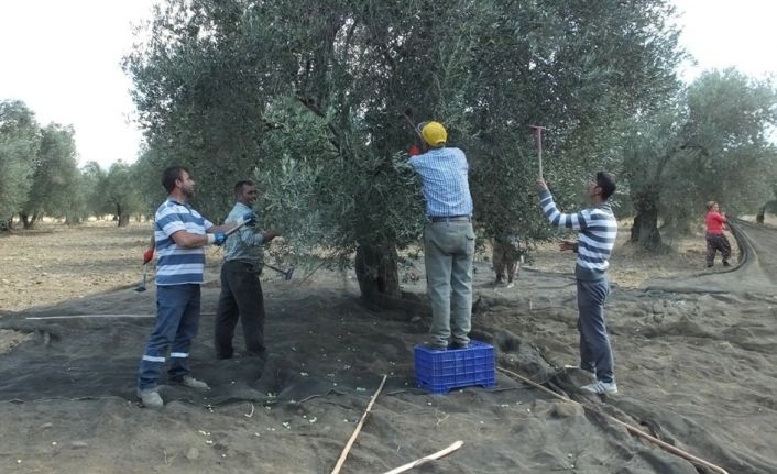 Burhaniye’de zeytinciler güve mücadelesi için uyarıldı