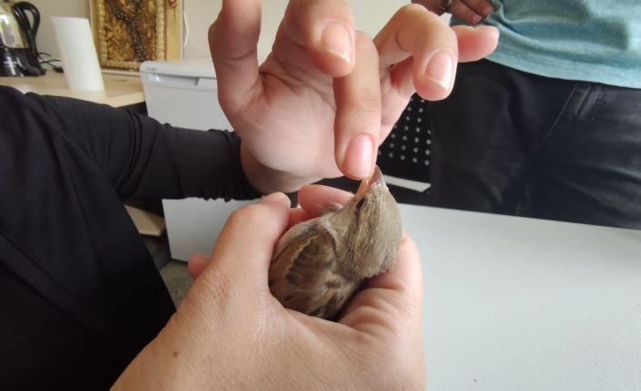 Cama vurup düşen serçeye parmağı ile su verdi, ardından doğal ortamına saldı