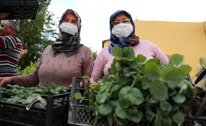 Çiftçilere organik tarım eğitimi verildi, çilek ve adaçayı fidesi dağıtıldı