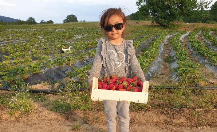 Dağ ilçelerinde imeceyle çilek hasadı başladı
