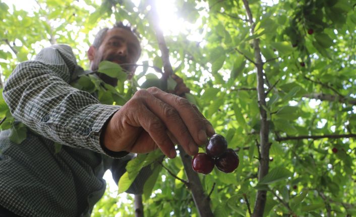 Dalbastı kirazında hasat başladı, rekolte düşük kaldı