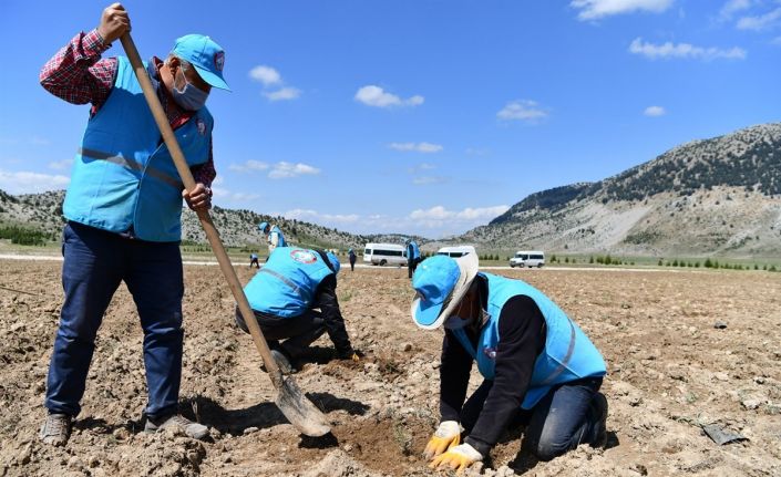 Davraz Kayak Merkezi’nde 15 bin metrekarelik alanda zambak bahçesi oluşturulacak