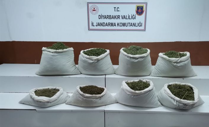 Diyarbakır’da 22 milyon kök kenevir ele geçirildi