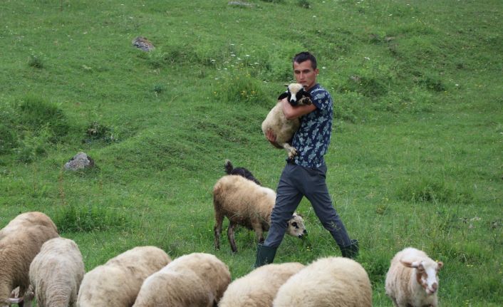Doğa tutkunu ambulans şoförü iş stresini koyun ve keçilerle atıyor