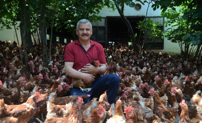 Ek gelir getirsin diye başladı, aylık yaklaşık 30 bin organik yumurta üretiyor