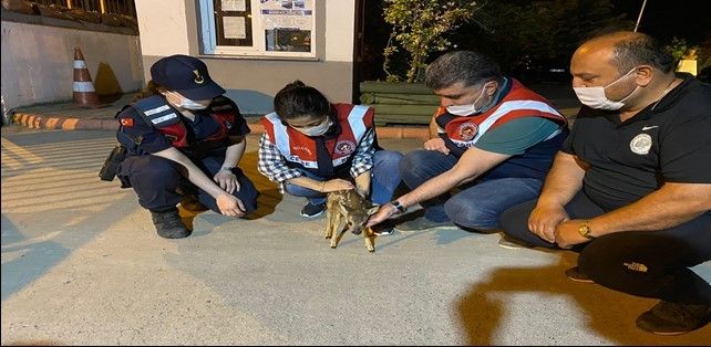 Ekiplerden yolda bulunan yavru karacaya şefkat eli