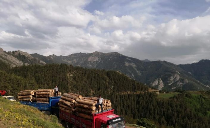 Ekmek parası için tomruk yüklü kamyonları tehlikeli dağ yollarında kullanıyorlar