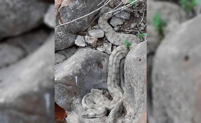 En zehirli türler arasında yer alıyor, o ilde görüldü
