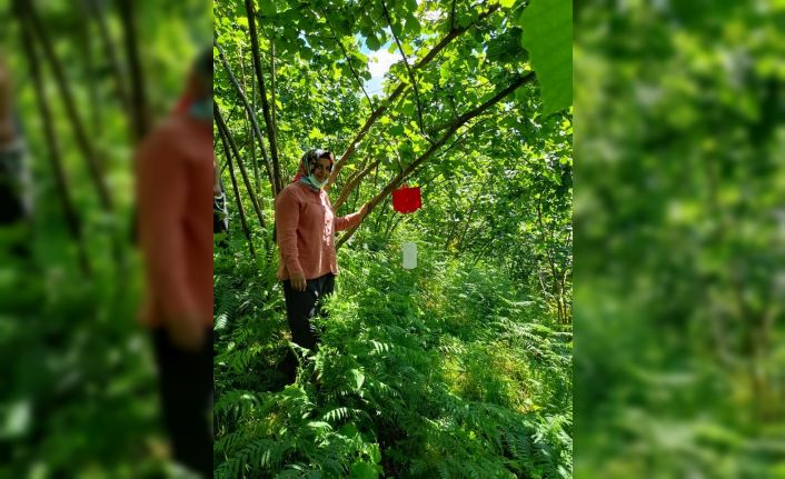 Fındıkta dalkıran zararlısına karşı mücadele