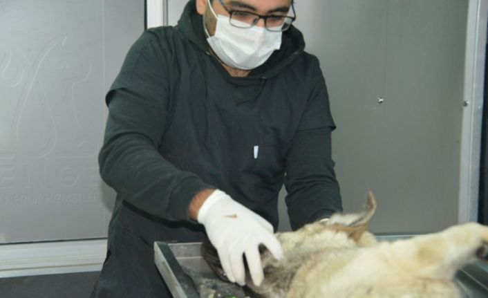 Gediz’de sokak hayvanları için kısırlaştırma, aşılama, küpeleme ve kayıt altına alma çalışmaları