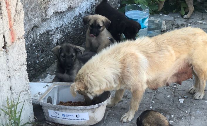Hurda armatürler, hayvanlar için hayatı aydınlatıyor