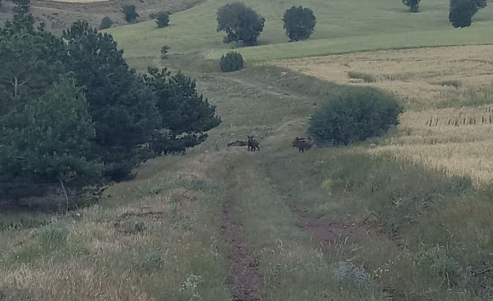 İrili ufaklı domuz sürüsü böyle görüntülendi