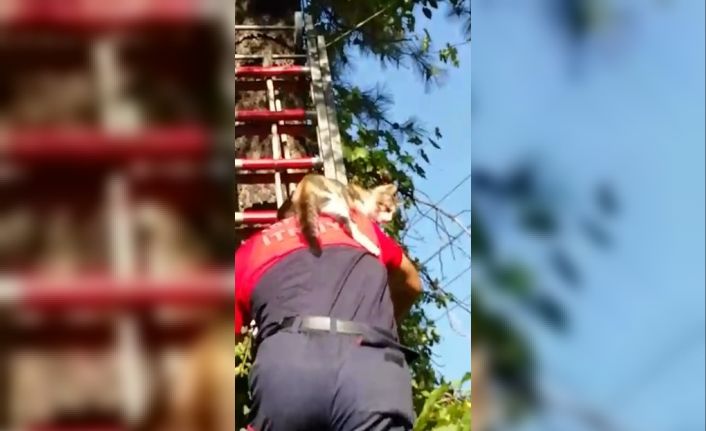 Isparta’da ağaçta mahsur kalan ve asansör boşluğuna düşen kedileri itfaiye kurtardı